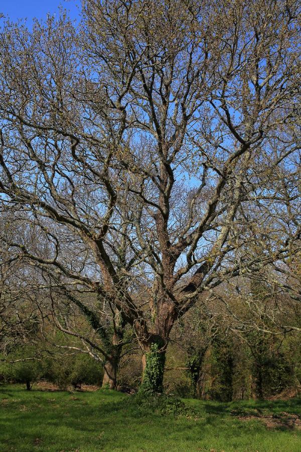 Aux Arbres Chanteurs Ploulech Exterior foto