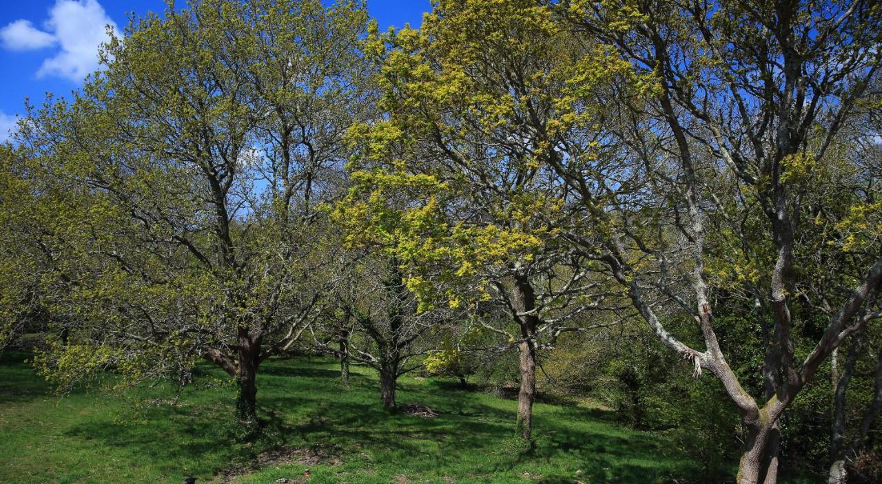 Aux Arbres Chanteurs Ploulech Exterior foto